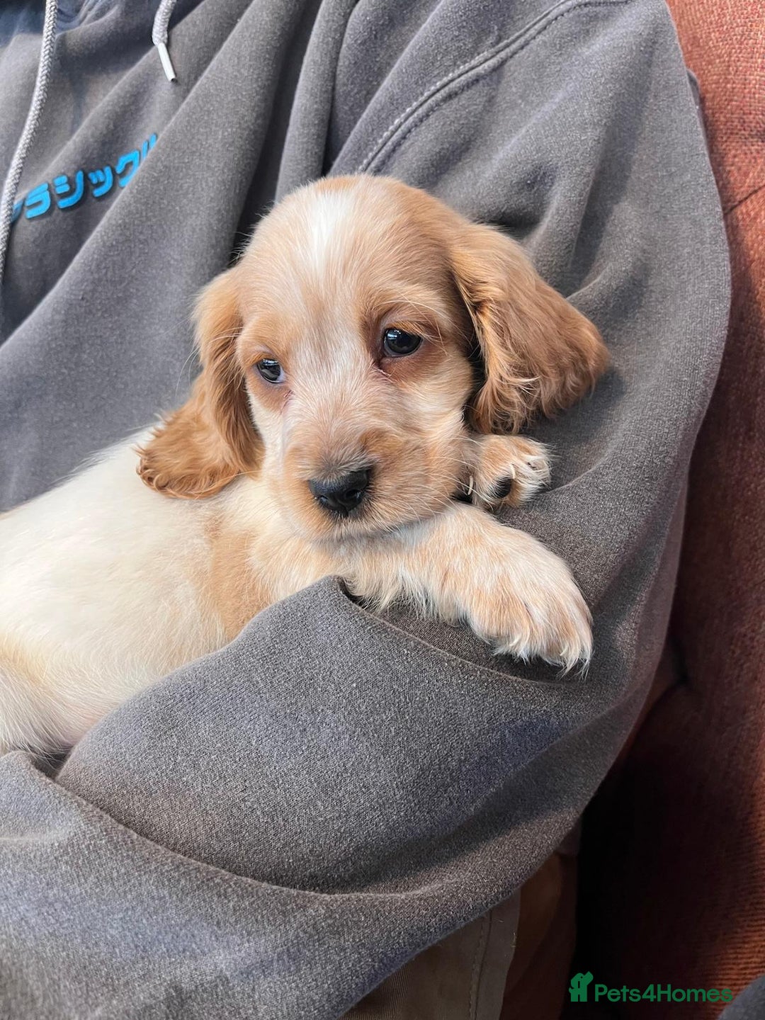 Cocker Spaniel dogs for sale: stunning show quality health tested puppies - Image 6