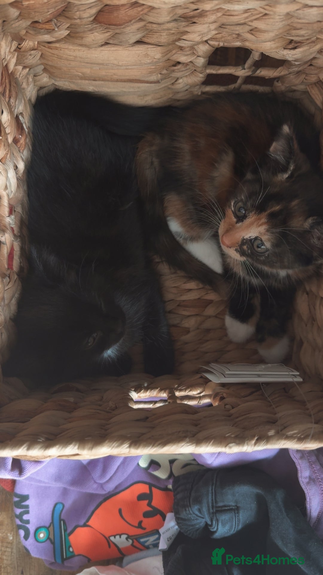 British Shorthair cats for sale: 2 female kittens - Image 6