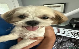 Mixed Breed dogs for sale: Female Shi Tzu x Bichon - Image 4