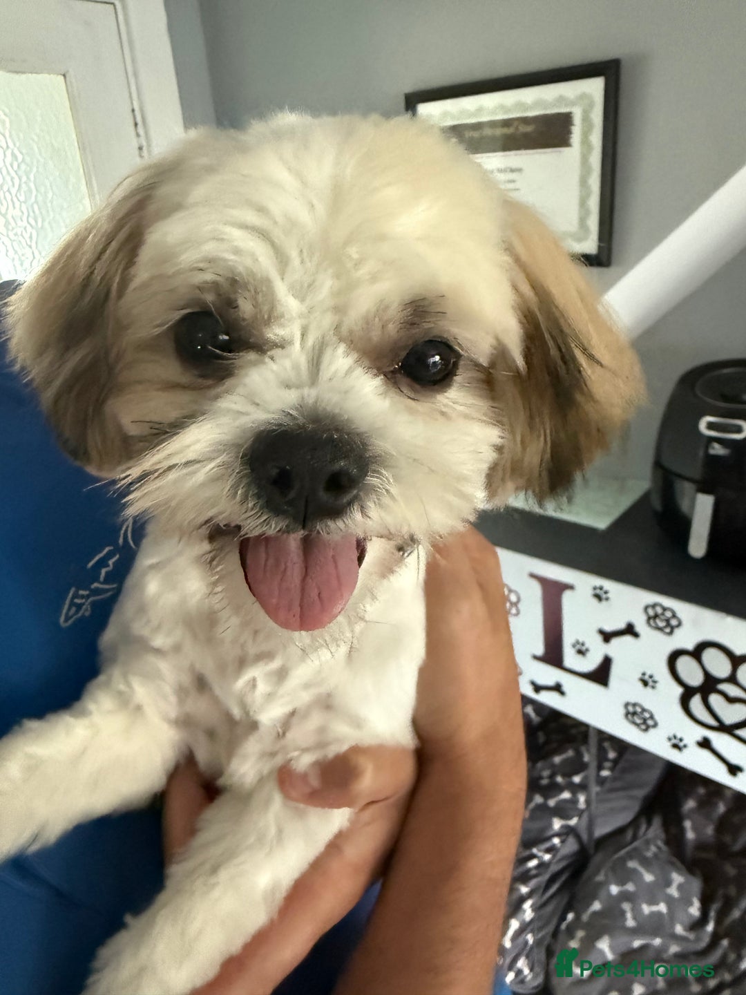Mixed Breed dogs for sale: Female Shi Tzu x Bichon - Image 4