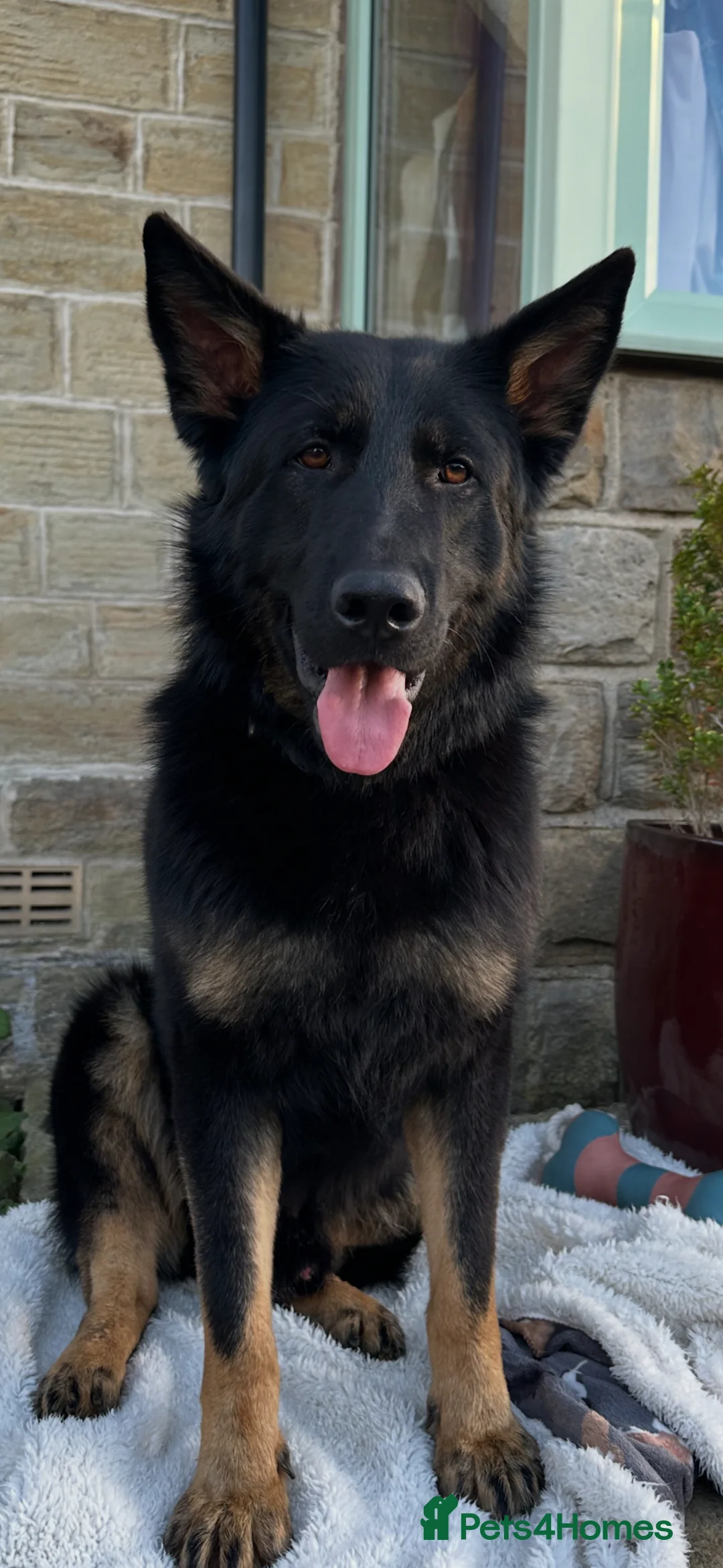 German Shepherd dogs for stud: 🏆Zanzibar - World champion working lines 🏆 in Batley - Advert 6