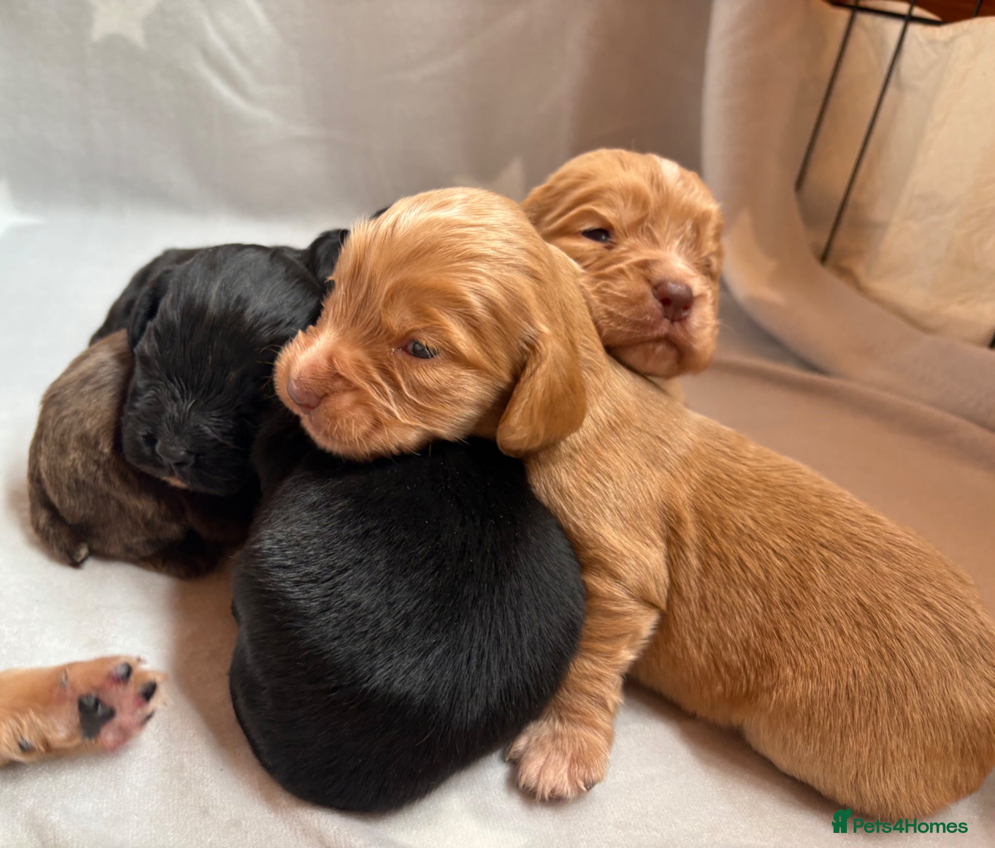Cocker Spaniel dogs for sale: Stunning Working Cocker spaniels  - Advert 2