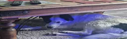 Mixed Breed dogs for adoption: 🐾💛STELLA – The Brave Mum Who Defied Her Fate💛🐾 in Doncaster - Advert 19