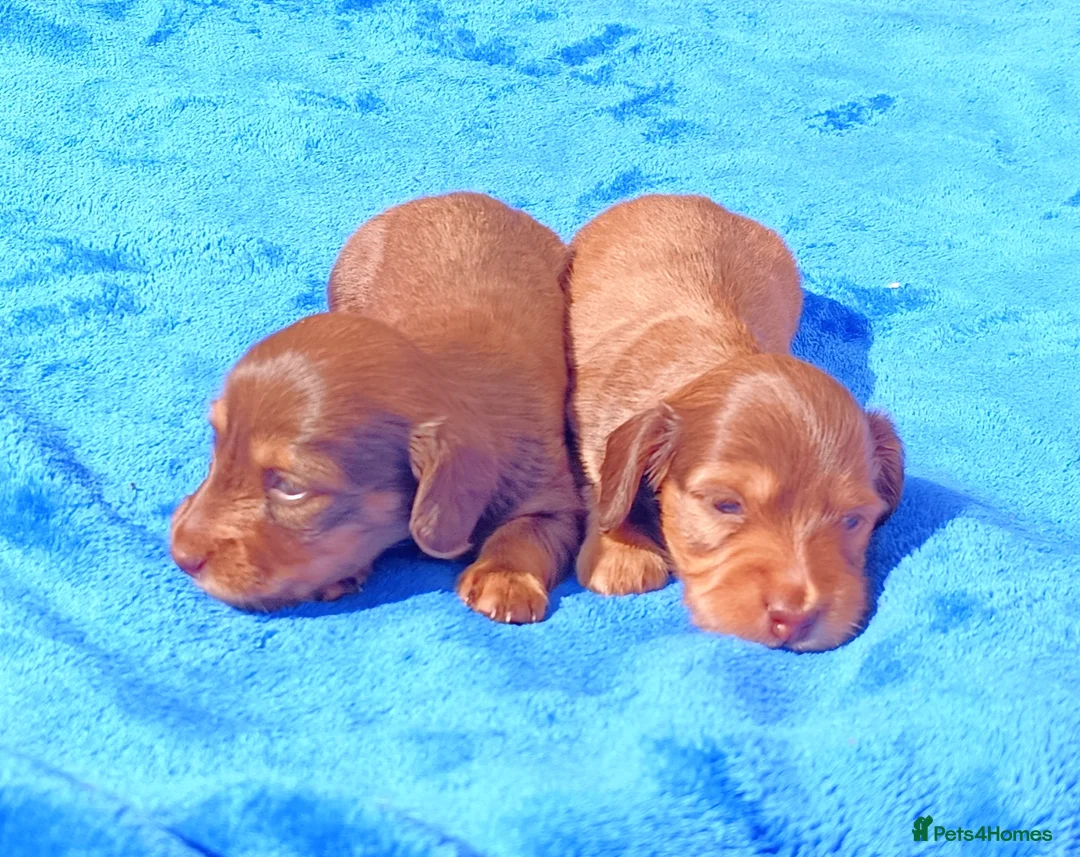 Miniature Dachshund dogs for sale: LONG HAIRED MINI KC REG PRA CLEAR - Advert 6
