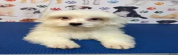 Maltipoo dogs for sale: Rare Red Parti and Biscuit Maltipoo Puppies - Advert 17