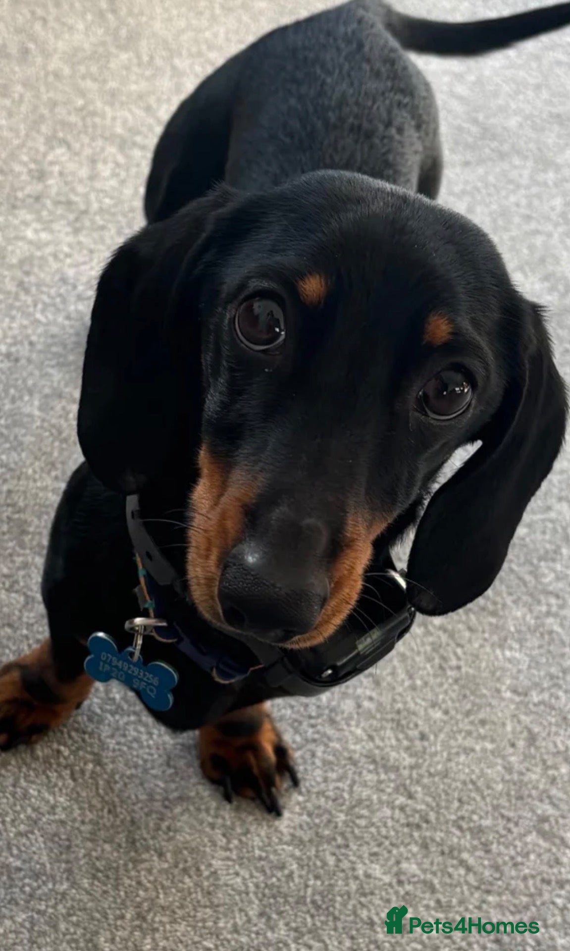 Dachshund dogs 2yr old Dachshund  - Advert 1
