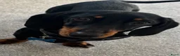 Dachshund dogs for sale: 2yr old Dachshund  in Norwich - Advert 1