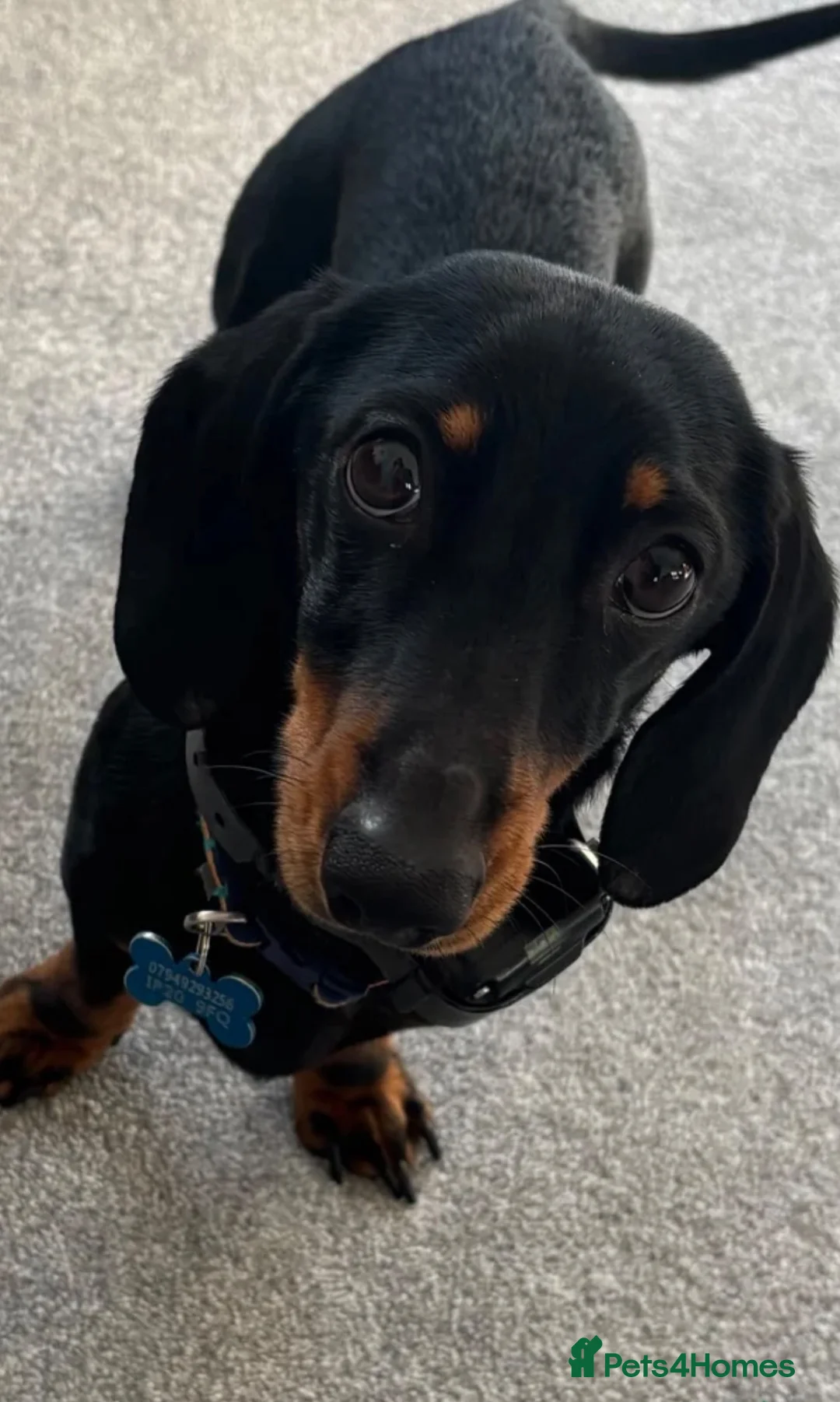 Dachshund dogs for sale: 2yr old Dachshund  in Norwich - Advert 1