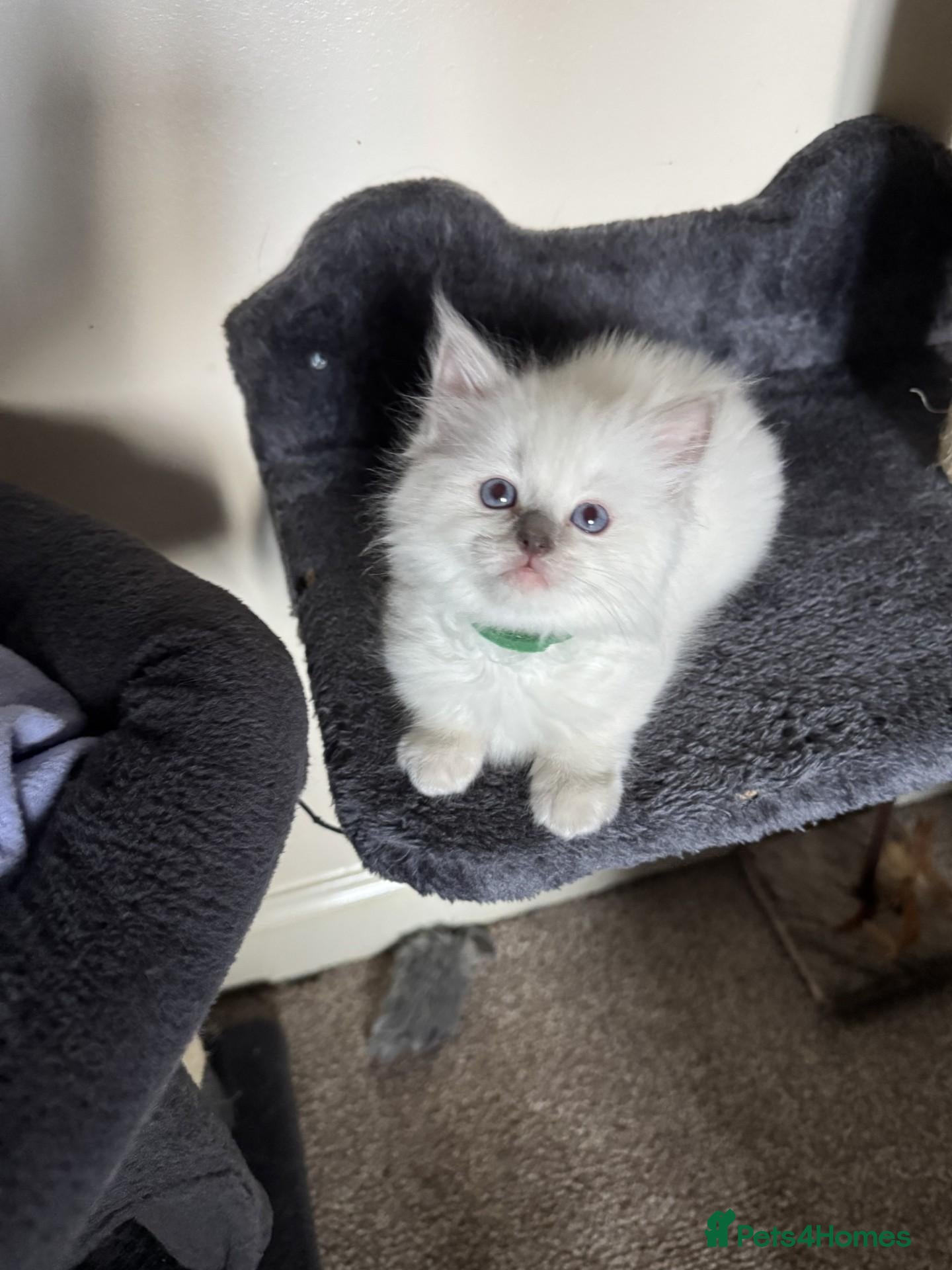 Ragdoll cats 🐾 2 x Boys, TICA registered Ragdoll Kittens 🐾 - Advert 1