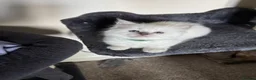 Ragdoll cats for sale: 🐾 TICA registered Ragdoll Kittens 🐾 in Dewsbury - Advert 18