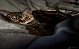Bengal cats for sale: Stunning Female Bengal For Rehoming - Image 8