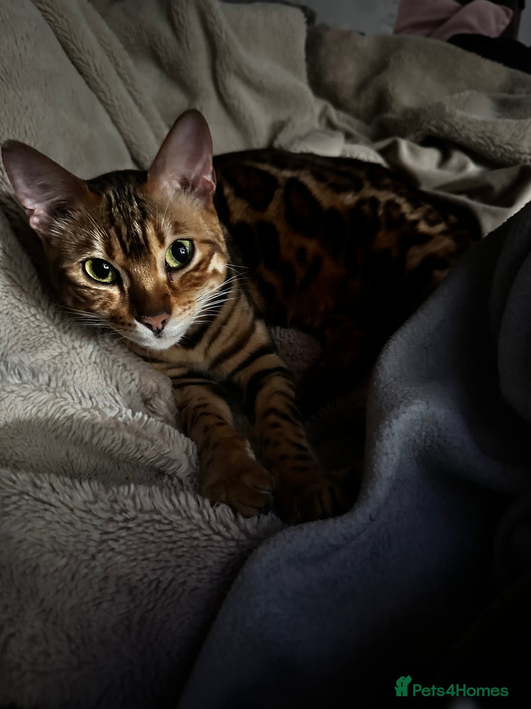 Bengal cats for sale: Stunning Female Bengal For Rehoming - Image 8