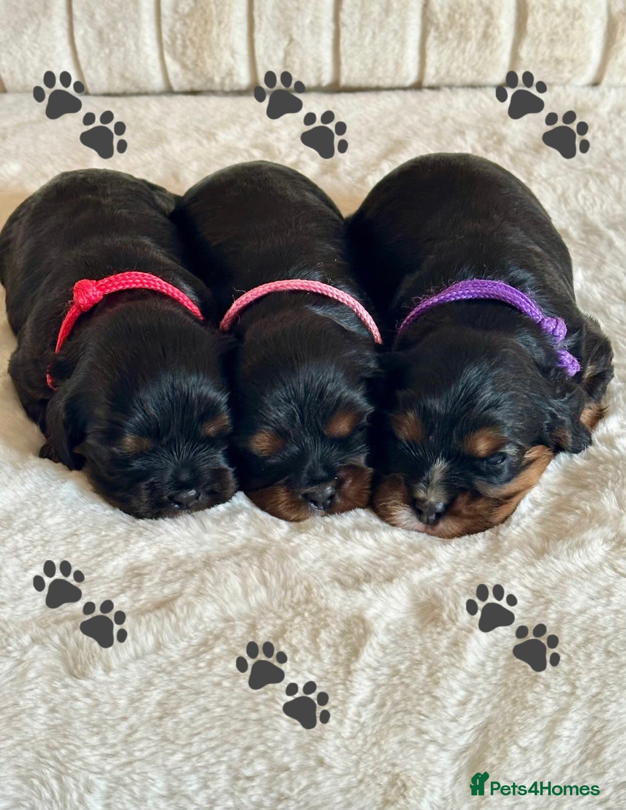 Cavalier King Charles Spaniel dogs * KC Registered Health Tested Puppies *  - Advert 14