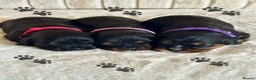 Cavalier King Charles Spaniel dogs for sale: * KC Registered Health Tested Puppies *  - Advert 2