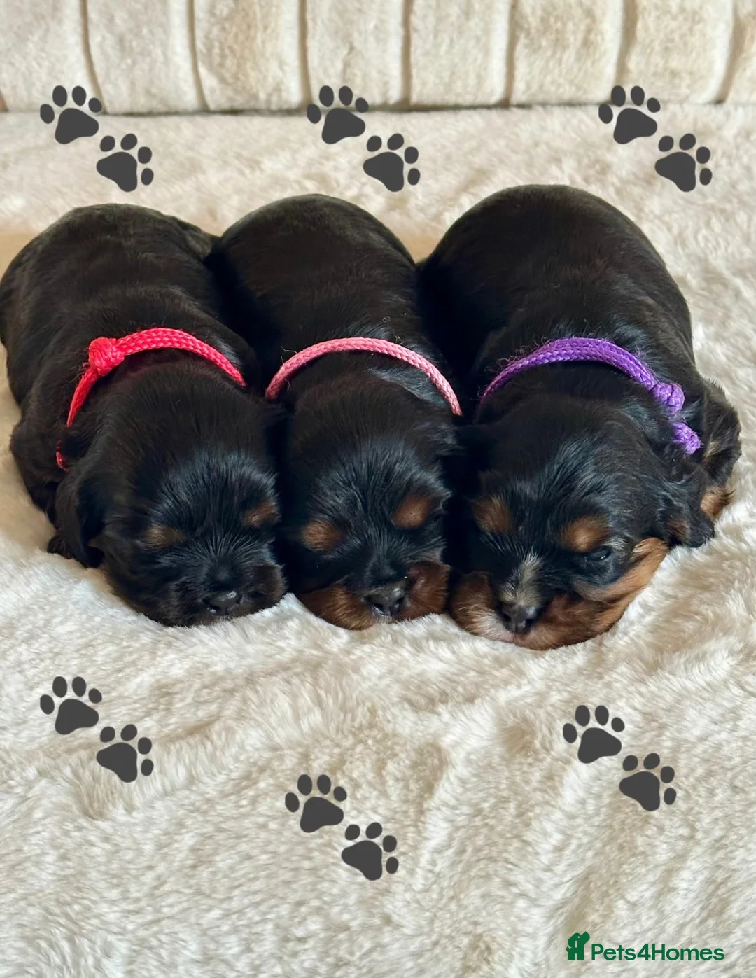 Cavalier King Charles Spaniel dogs for sale: * KC Registered Health Tested Puppies *  - Advert 2