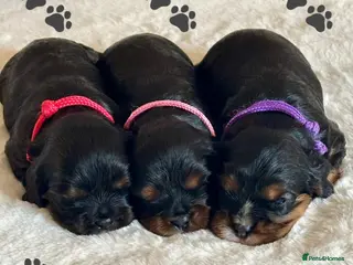 Cavalier King Charles Spaniel dogs * KC Registered Health Tested Puppies * - Advert 14