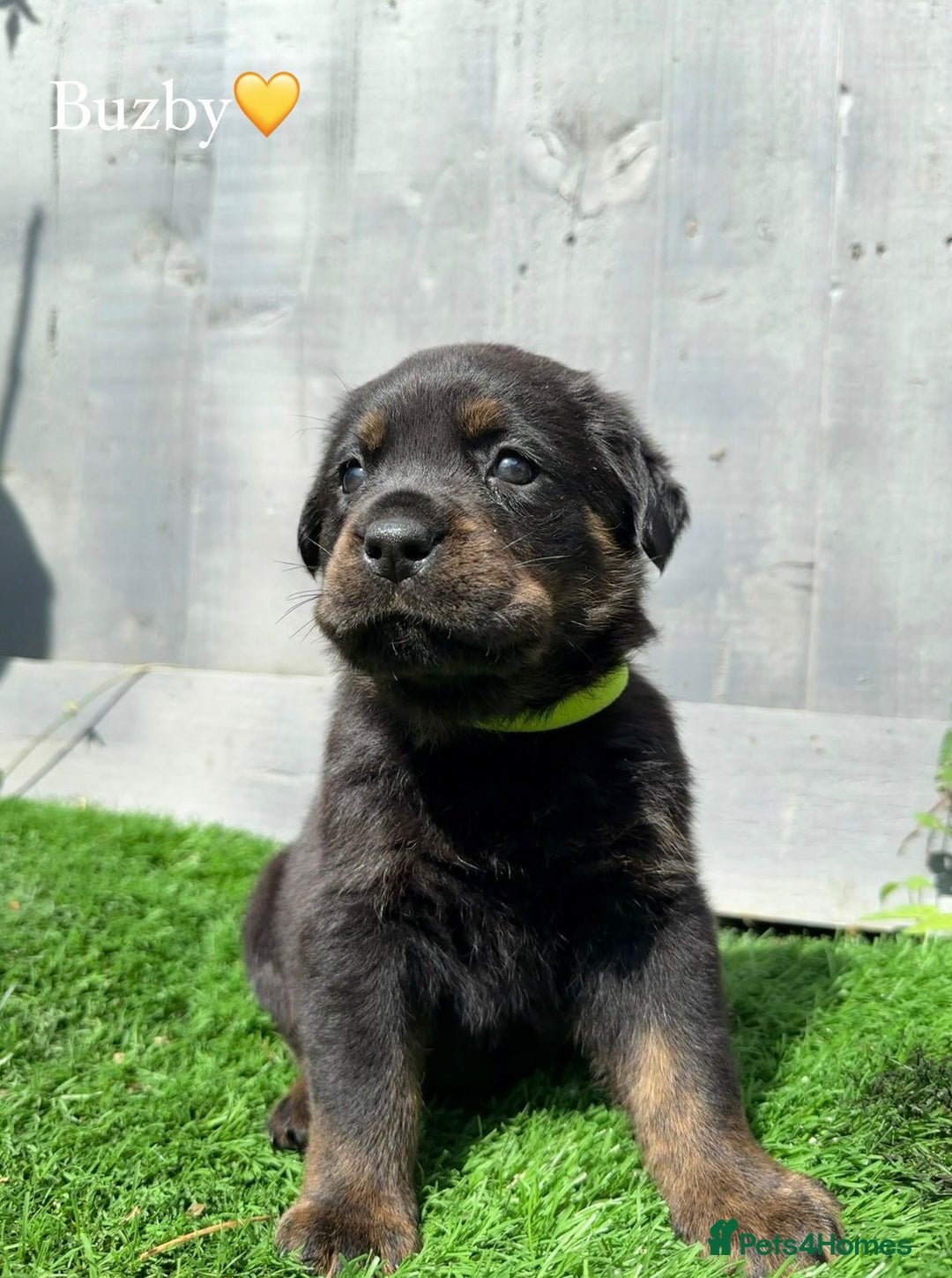Mixed Breed dogs for sale: Gorgeous st weilers  - Image 3