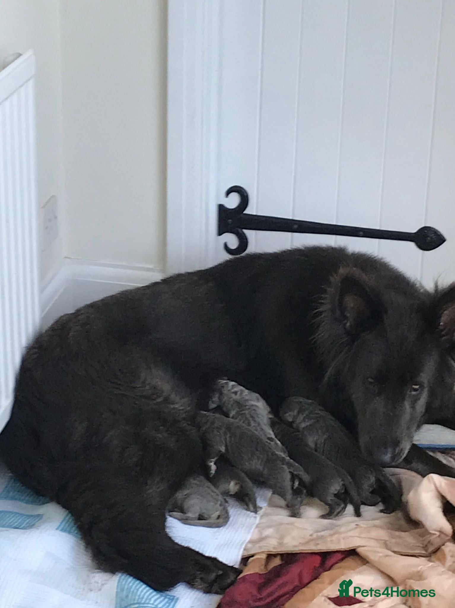 German Shepherd dogs 💙Big Blue Bears & 1 White Wolf 💙 - Advert 1