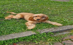 Cocker Spaniel dogs for sale: Cocker spaniel  - Image 2