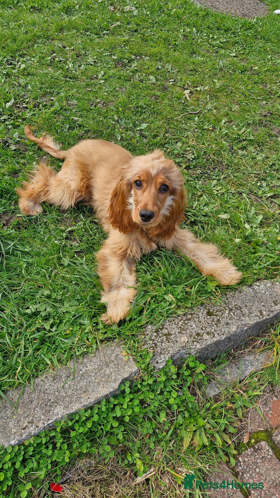Cocker Spaniel dogs for sale: Cocker spaniel  - Image 2
