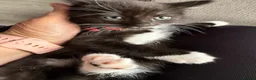 Ragcoon cats for sale: RAGCOON (sealpoint ragdoll mum-dad -Mainecoon) - Advert 37
