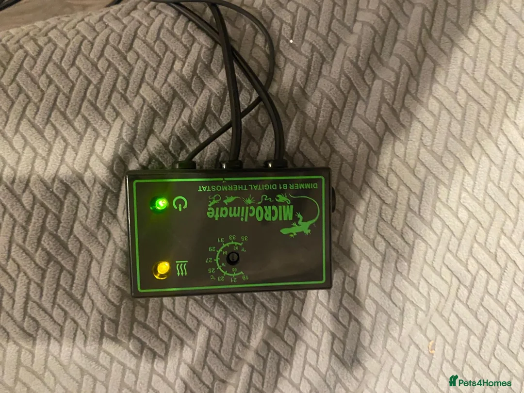 Leopard Gecko reptiles for sale: Leapard Gecko Full setup - Advert 2