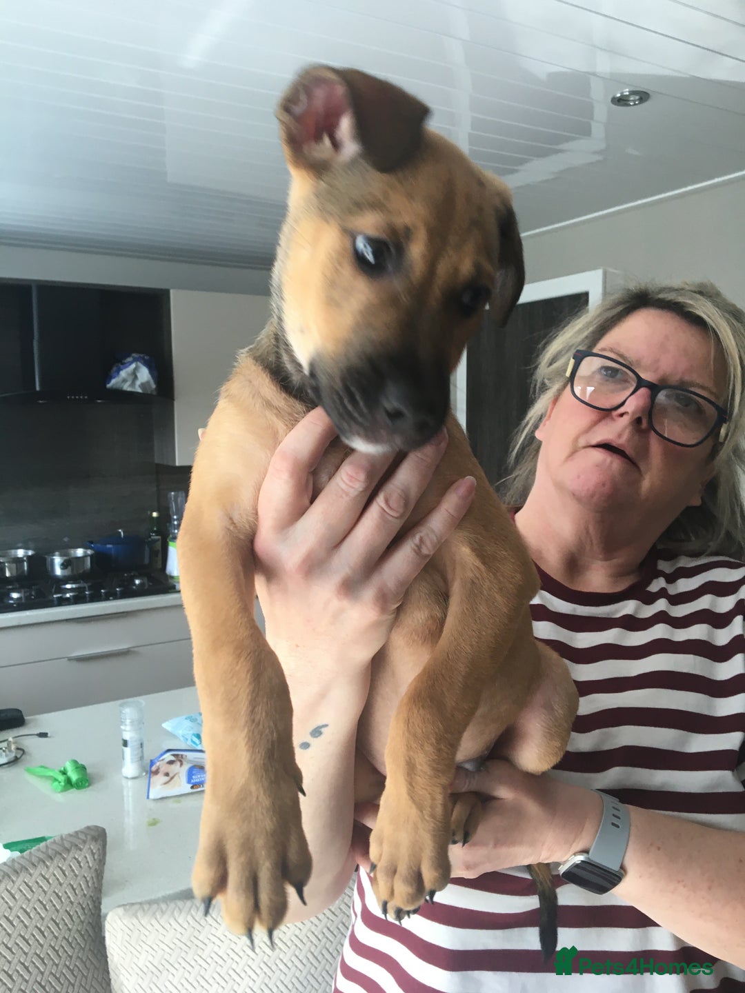 Mixed Breed dogs for sale: Belgian Malanois X American Bulldog puppies  - Image 5
