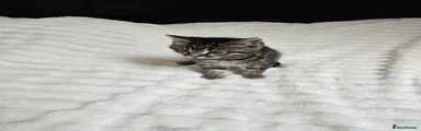Mixed Breed Kitten 6