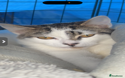 Domestic Shorthair cats for sale: Stable rescue kittens x - Image 1