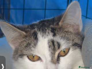 Domestic Shorthair cats - Advert 5