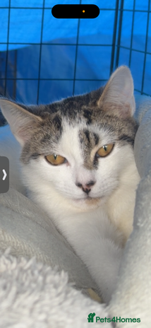 Domestic Shorthair cats - Advert 4