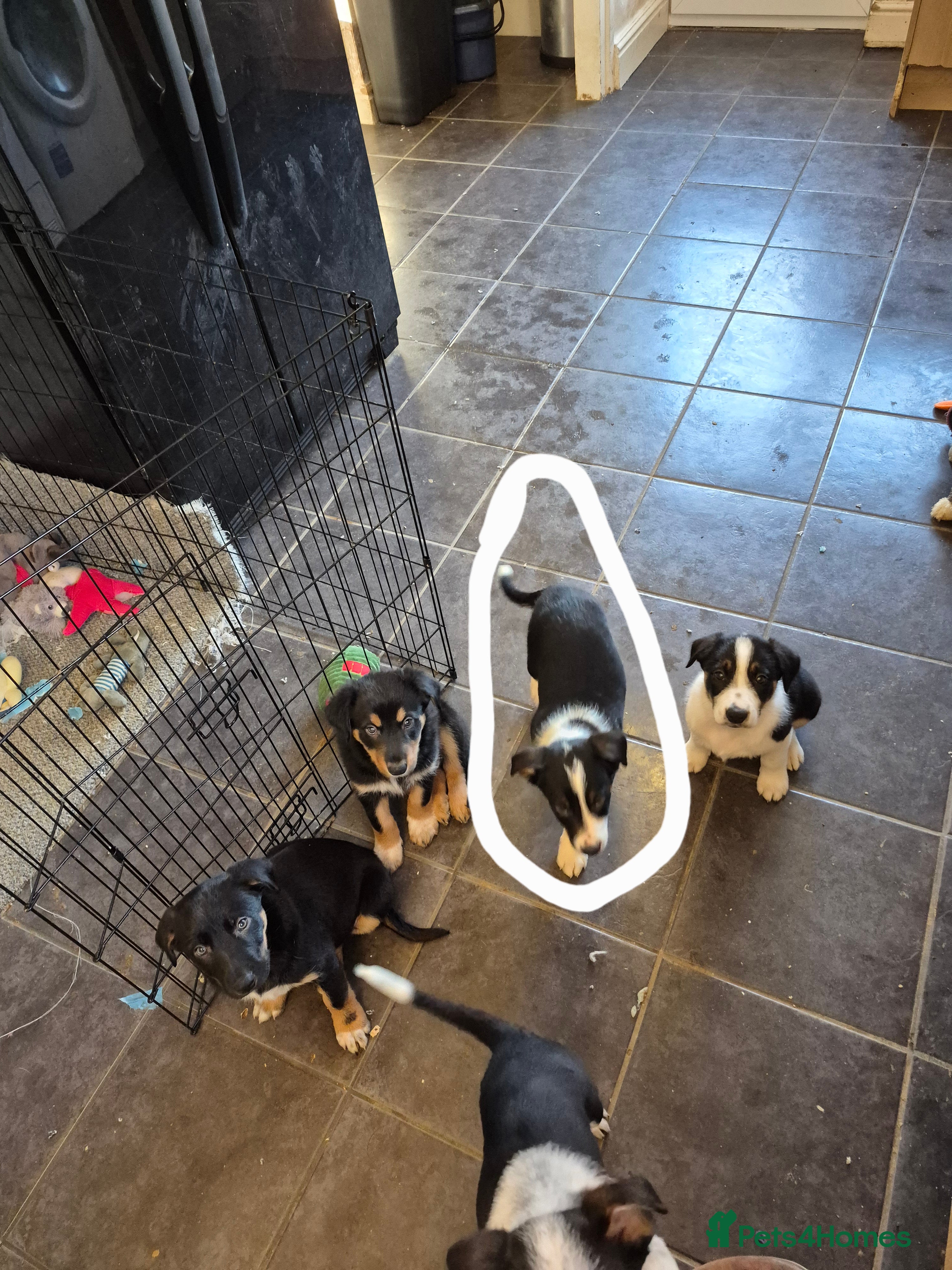 Mixed Breed dogs Collie x Kelpie Puppies ready to go 28th December  - Advert 2