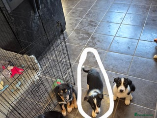Mixed Breed dogs Collie x Kelpie Puppies ready to go 28th December - Advert 2