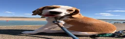 Beagle dogs for sale: Boy Lemon Pedegree Beagle - 5 months - Advert 2
