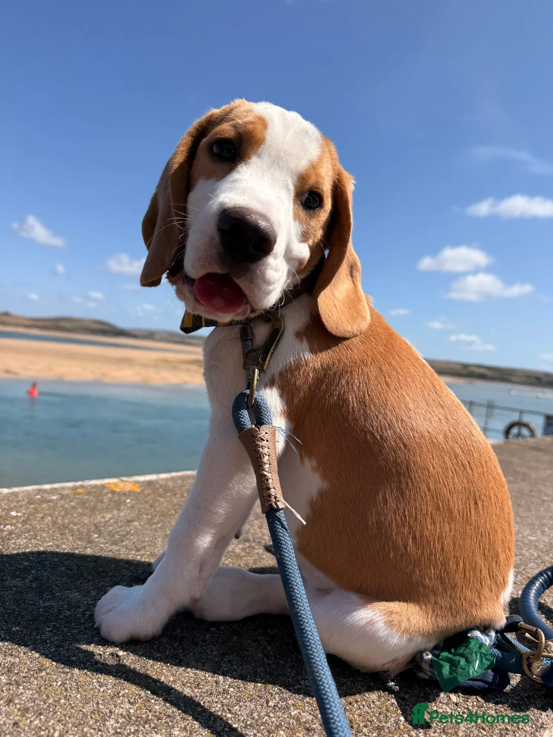 Beagle dogs for sale: Boy Lemon Pedegree Beagle - 5 months - Advert 2