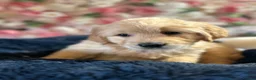 Golden Retriever dogs for stud: Handsome KC registered golden retriever for stud  - Advert 4