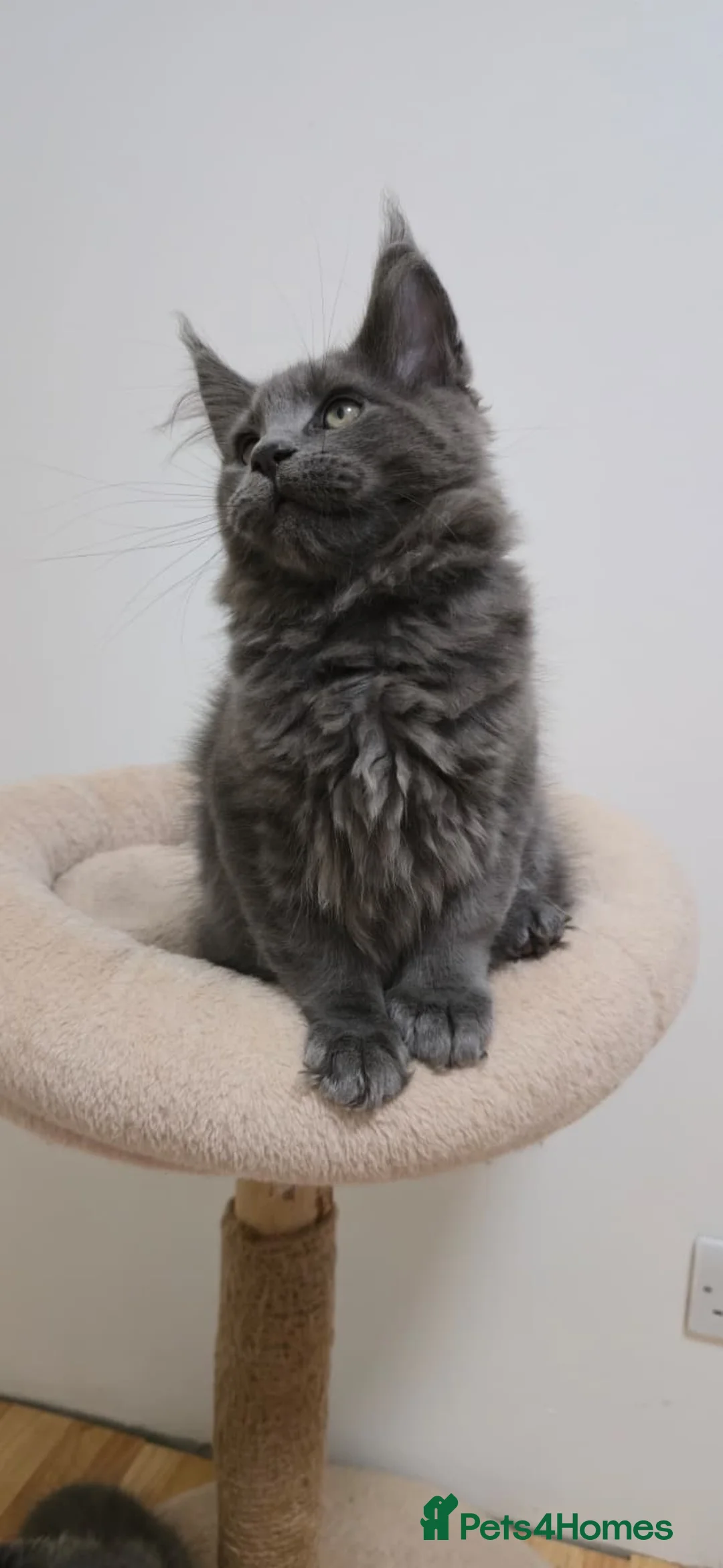 Maine Coon cats for sale: Mainecoon kittens TICA REGISTERED stunning - Advert 32
