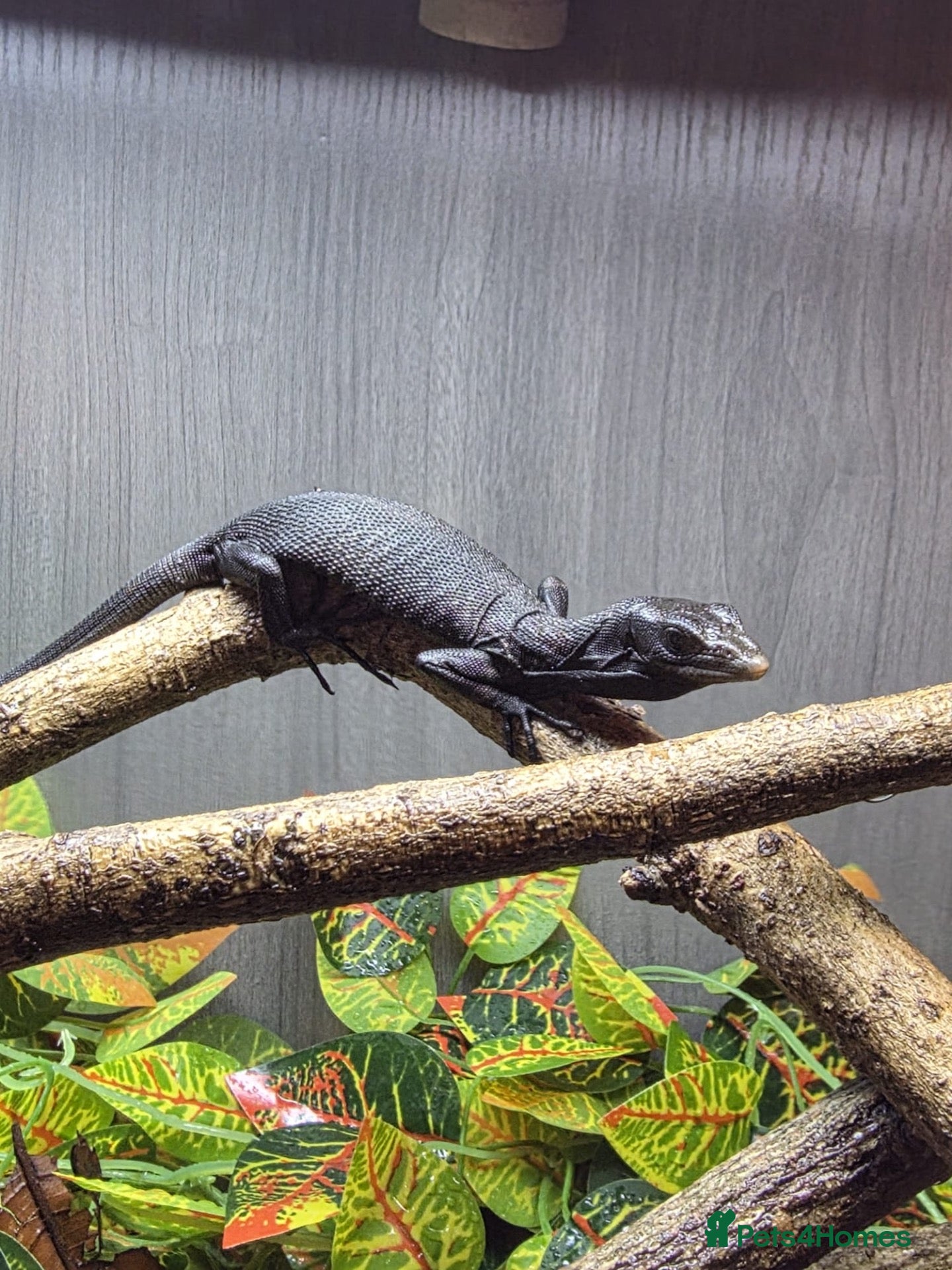 Monitor reptiles Cb26 black tree monitor  - Advert 1