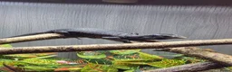 Monitor reptiles for sale: Cb26 black tree monitor  - Advert 1