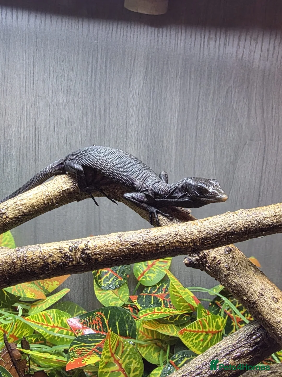 Monitor reptiles for sale: Cb26 black tree monitor  - Advert 1