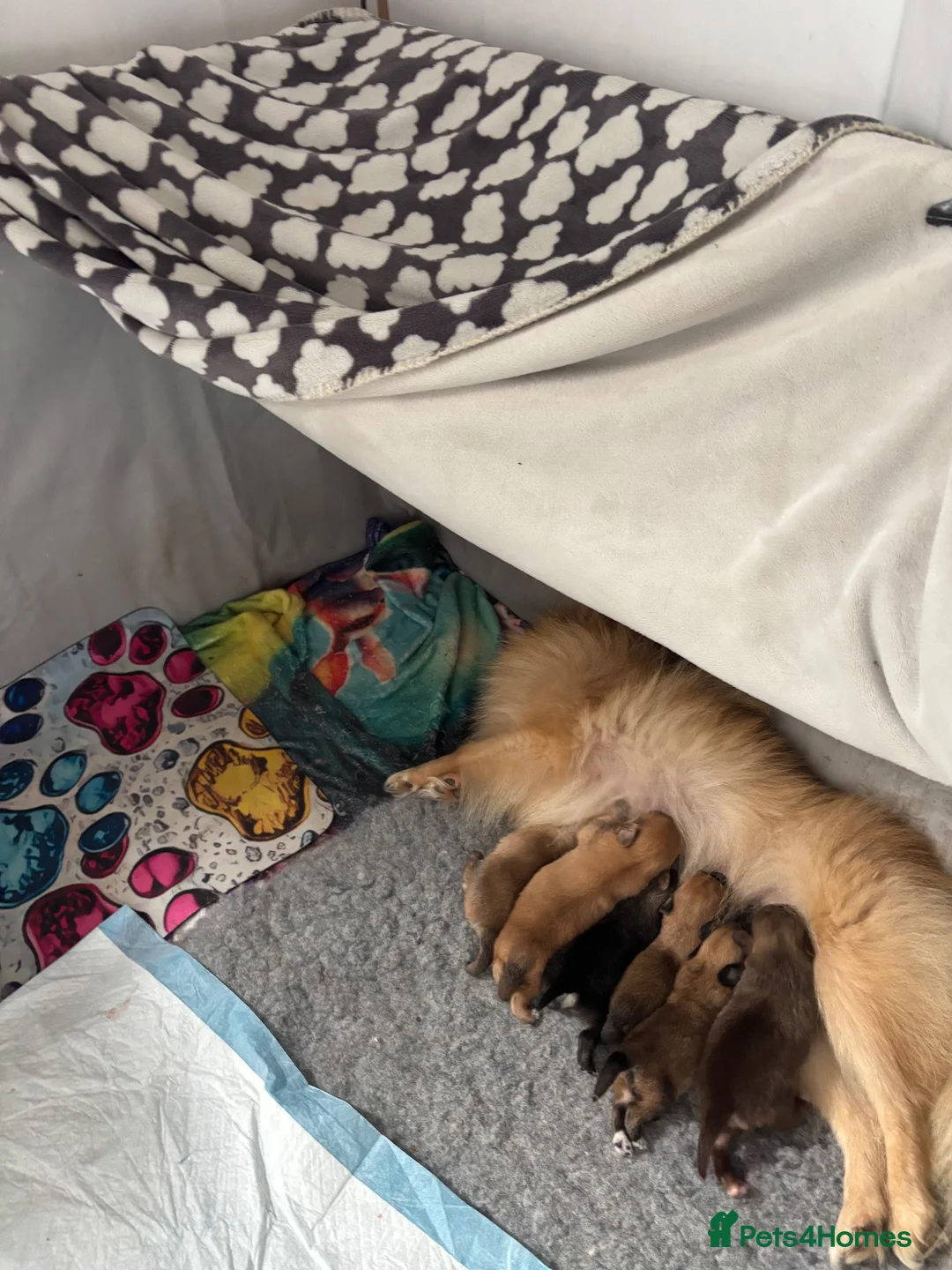 Pomeranian dogs for sale: 6 Gorgeous Pomeranian Puppies Available - 4 left - Advert 21