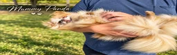Pomeranian dogs for sale: Petite Teddy Bear Faced Pups Lilac & Chocolate - Advert 12