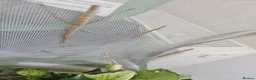 Stick Insects invertebrates for sale: 10 Baby Stick Insects – Healthy Young Nymphs 🪵 in Wick - Advert 2