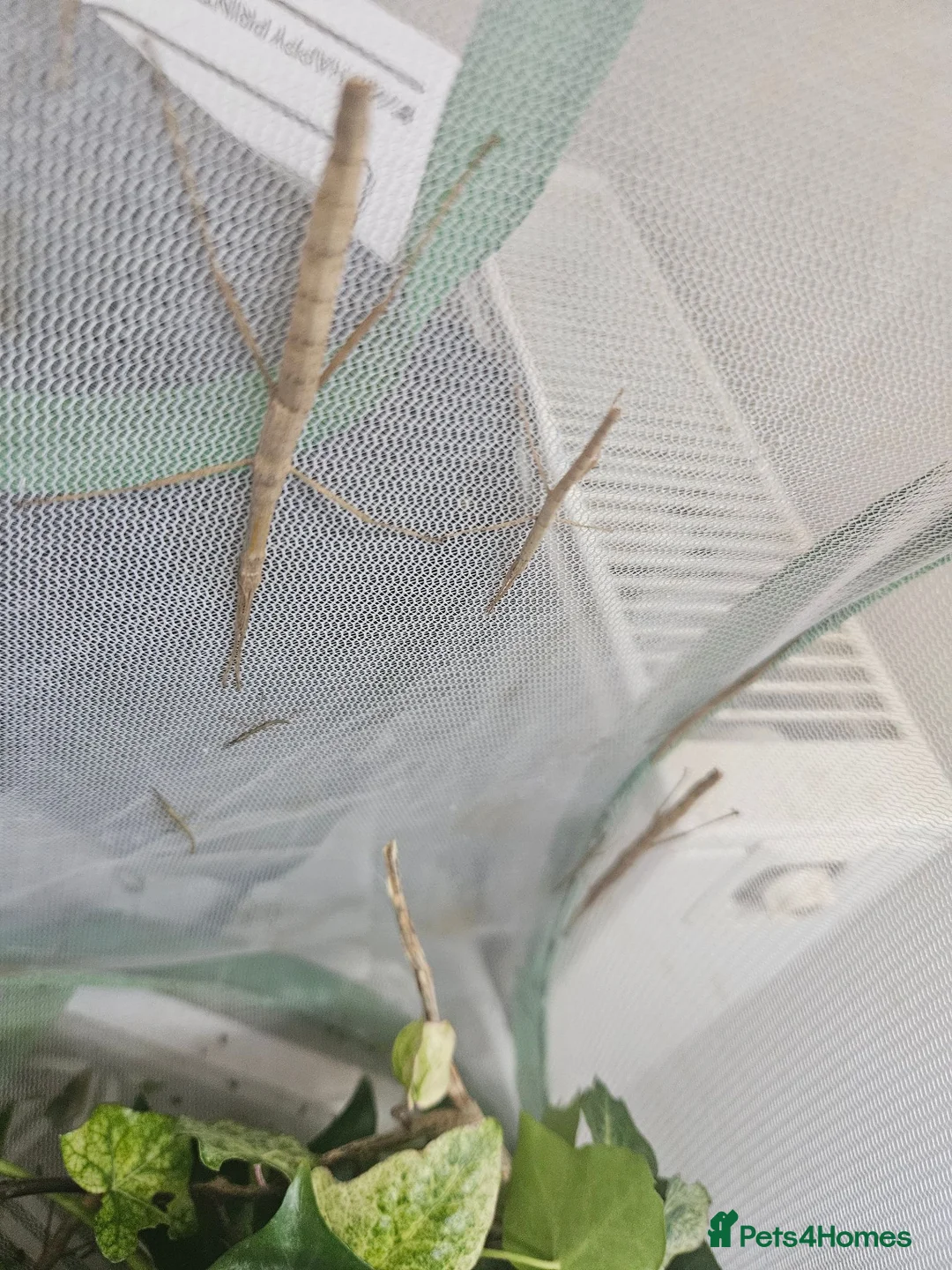 Stick Insects invertebrates for sale: 10 Baby Stick Insects – Healthy Young Nymphs 🪵 in Wick - Advert 2