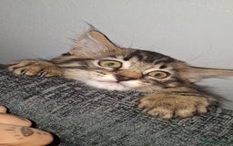 Maine Coon cats for sale: Maine coon cross kitten - Image 1