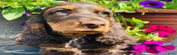 Cocker Spaniel dogs for sale: Sykehead cocker spaniel KC comprehensive health - Advert 7
