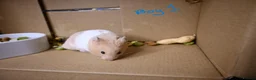 Hamster rodents for sale: Mixed Syrian hamsters ready to go  in Preston - Advert 7