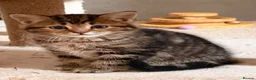Persian cats for sale: Beautiful Persian Cross Kittens - 4 little ladies - Advert 36