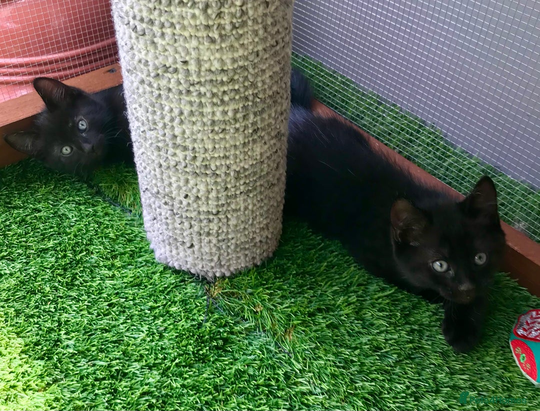 Mixed Breed cats for sale: 5 kitten’s available today  - Image 29