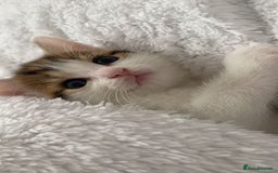 Domestic Shorthair cats for sale: Female kittens  - Image 3